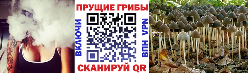 Галлюциногенные грибы прущие грибы  Купить где  Белореченск 